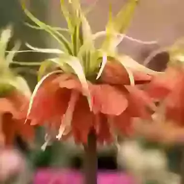 Imperialis Aureomarginata